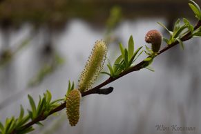 LENTEFOTO'S 21 (4)