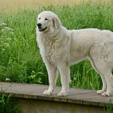 CORA (11)