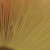 paddestoel_1_orig