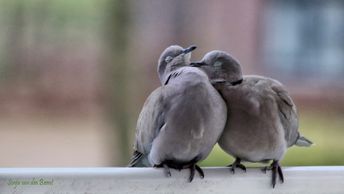 LENTEFOTO'S 21 (10)