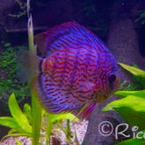 RICHARD (2)