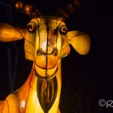 RICHARD (7)