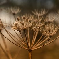herfst_1_orig